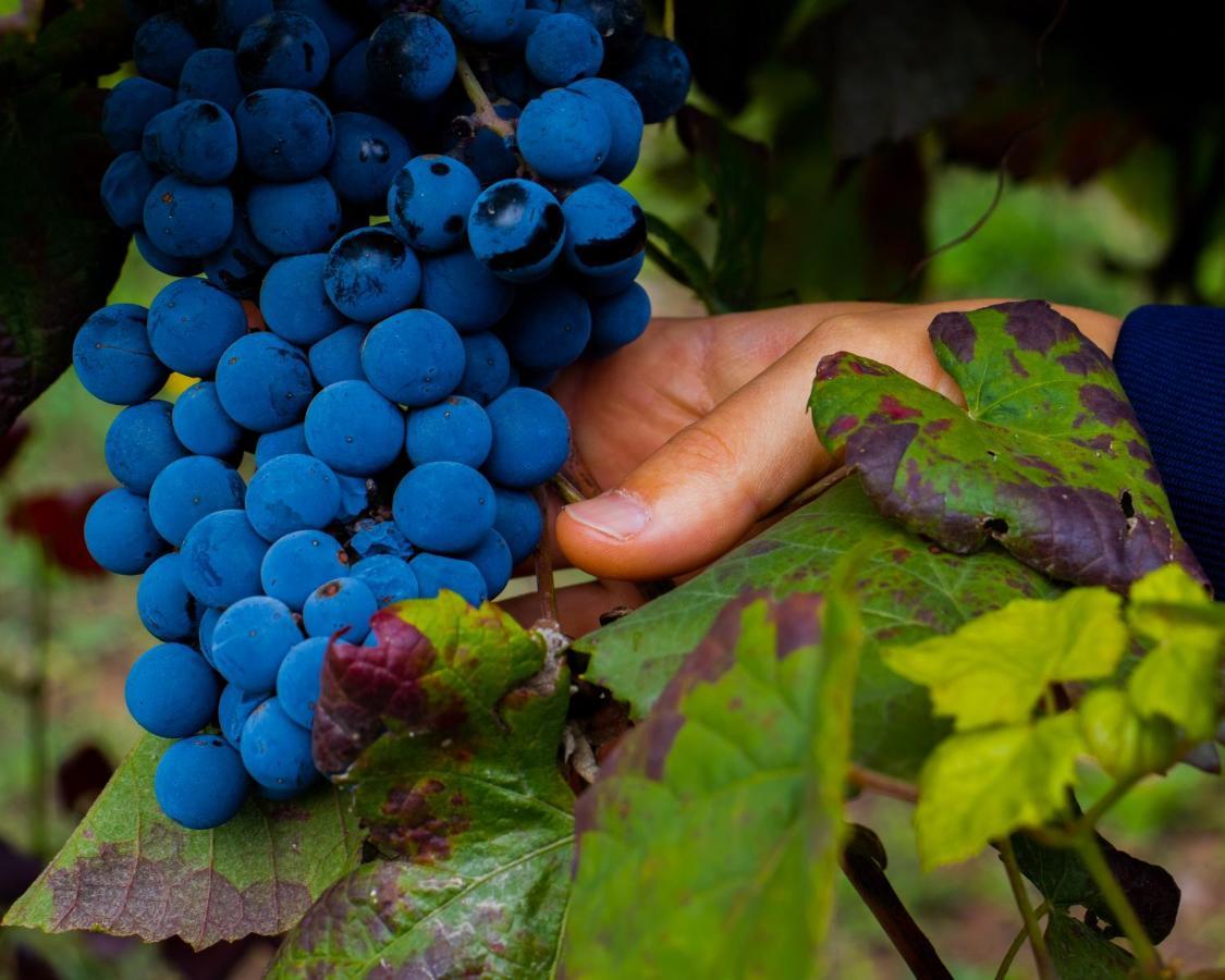 Moimenta Quinta Do Tapadinho - Wine & Tourismヴィラ エクステリア 写真
